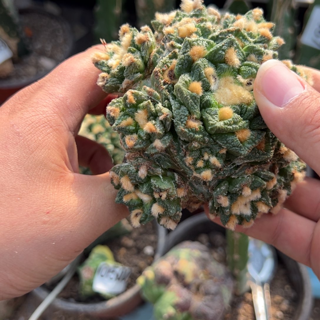  11 cm龟甲牡丹仙人球513