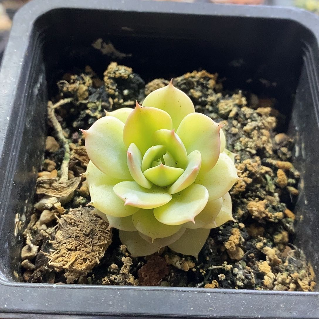 20114雪域黄腹轮锦多肉