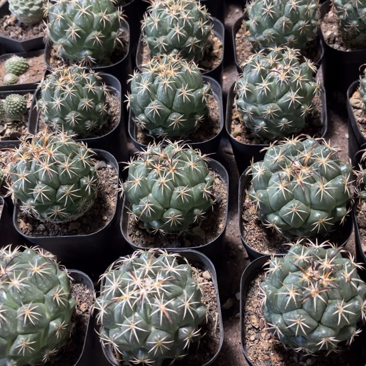 实生钢钉好养皮实