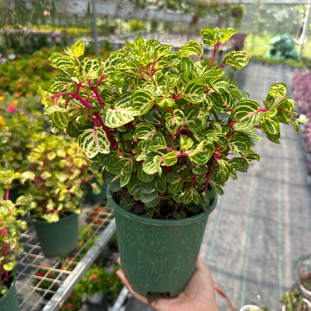 锦叶血苋室内阳台易爆盆招财钱多多植物盆栽