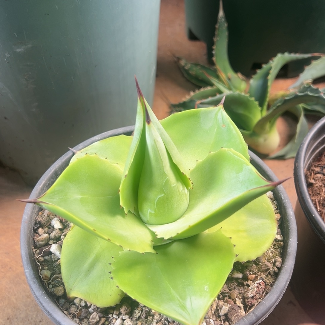 无花朵多肉植物飞碟龙舌兰