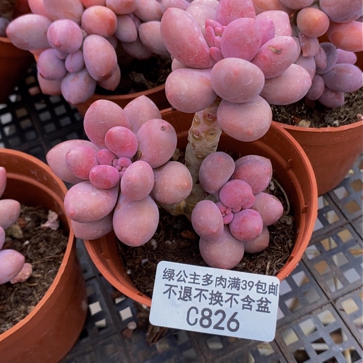 汤圆6cm826多肉植物