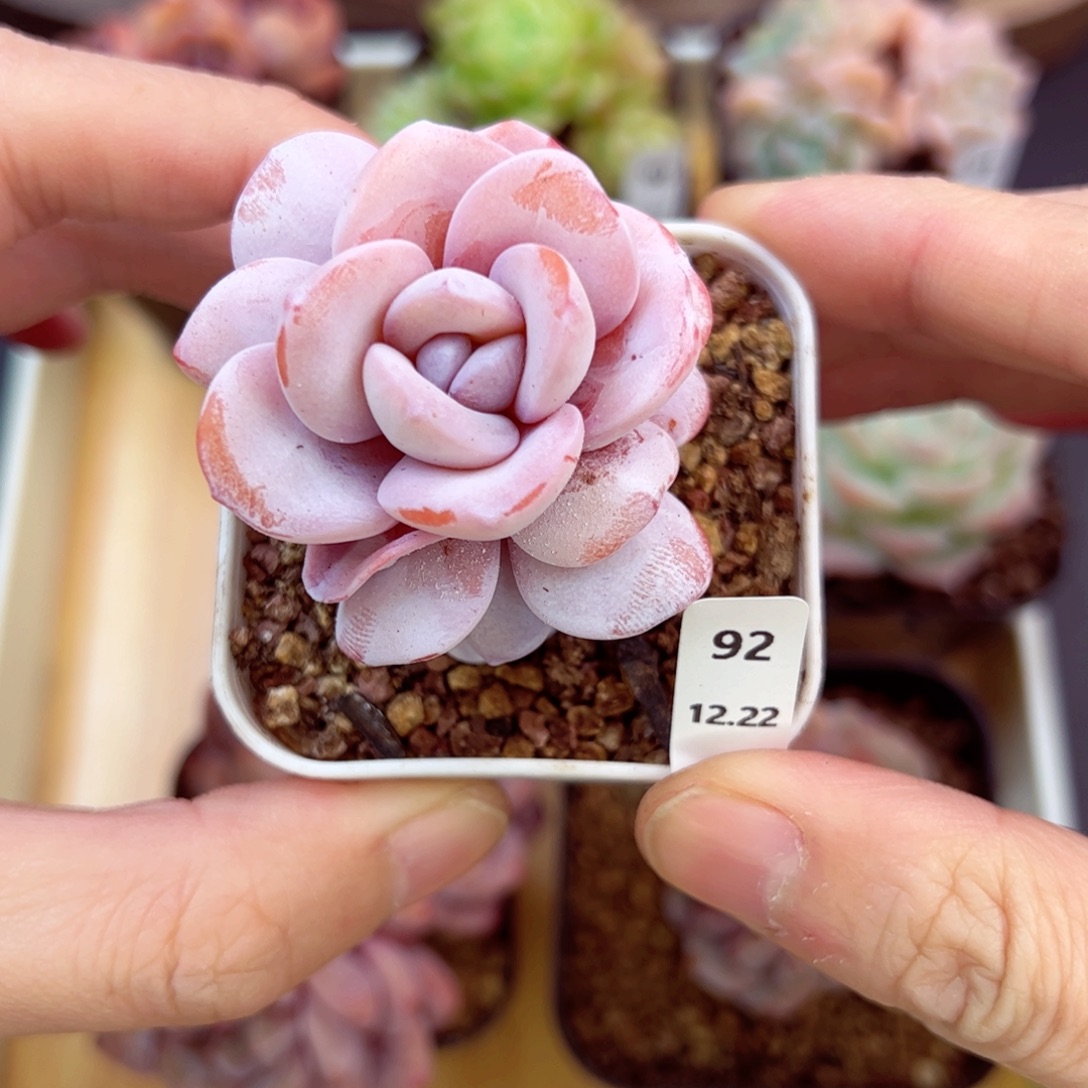 好好看92、哈哈哈哈