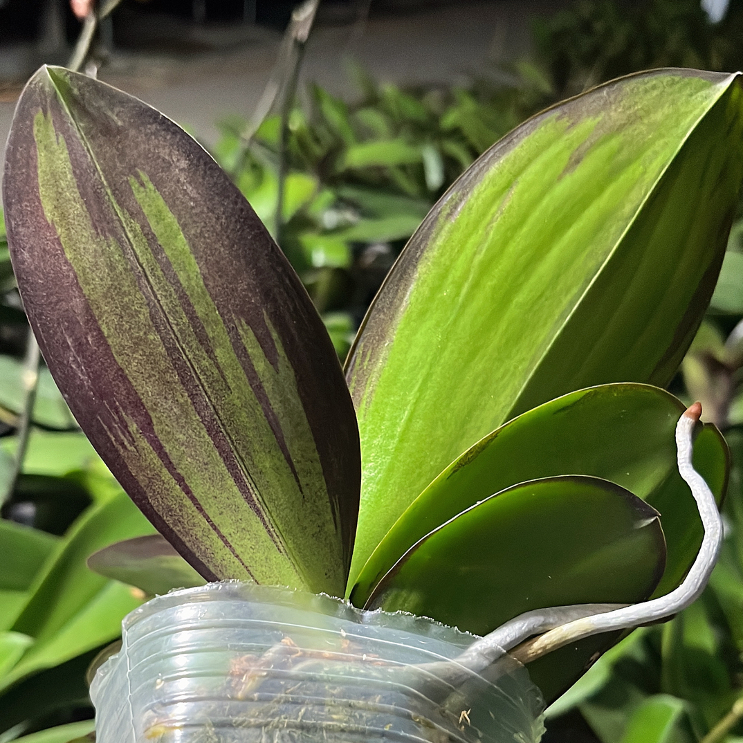 蝴蝶兰-【变异带彩锦】苗子3.5寸加高杯基地直发