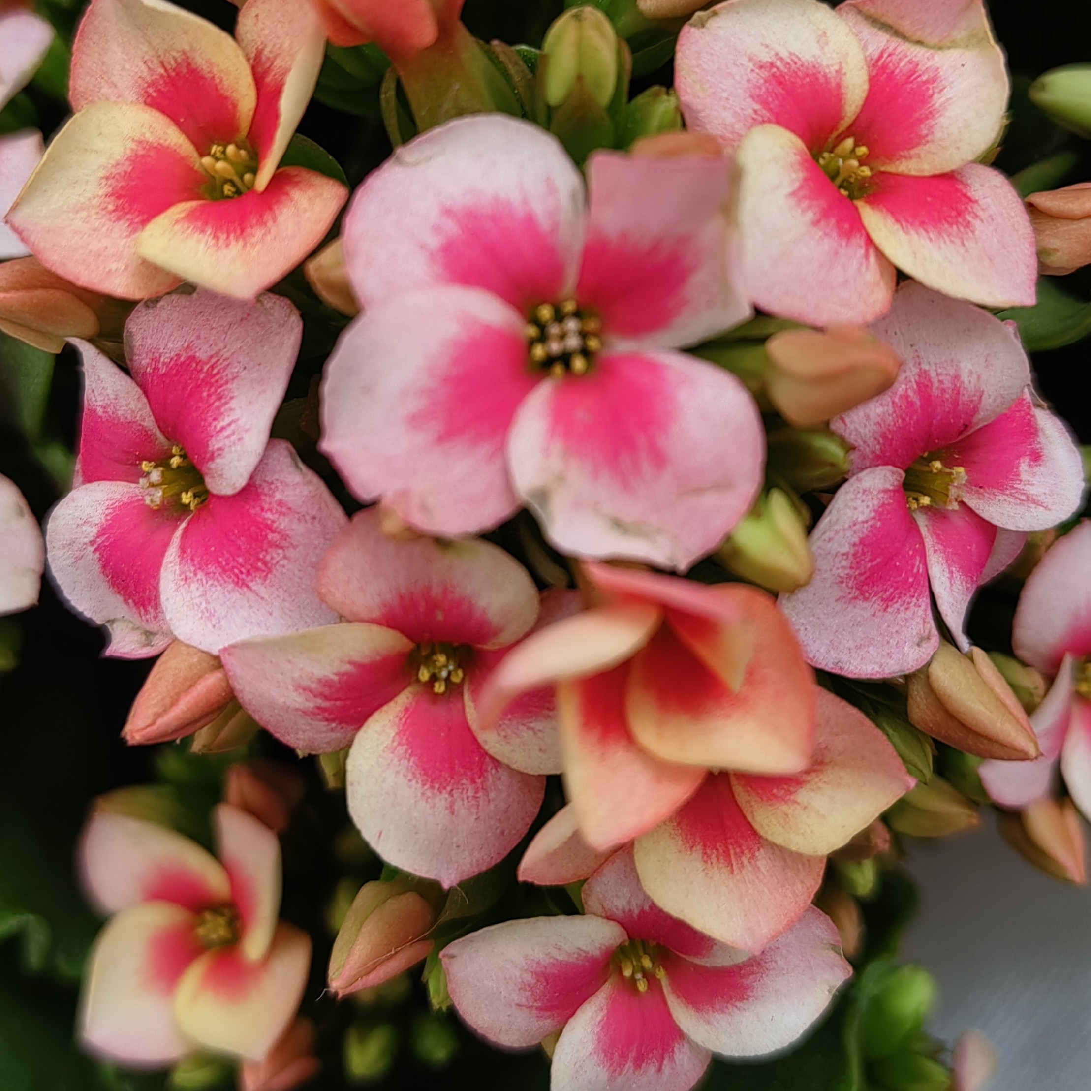 长寿盆栽花【索罗】110盆花苞发货