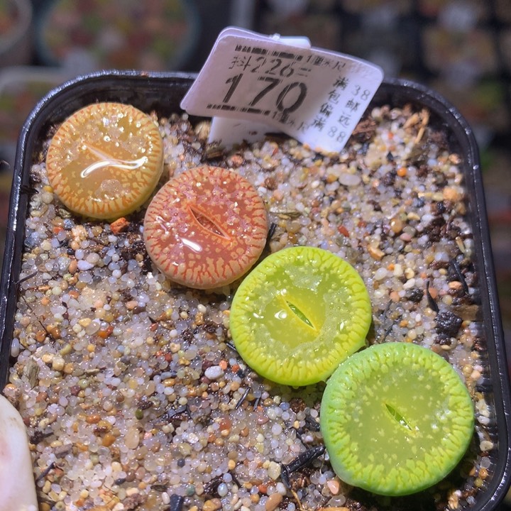 精品生石花226.170