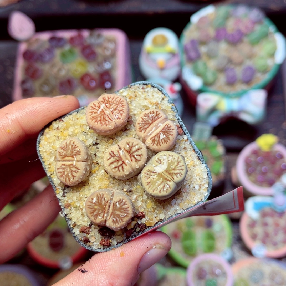 174生石花带盆发1