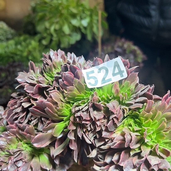 杨***姐多肉植物一个欧嘉莉524