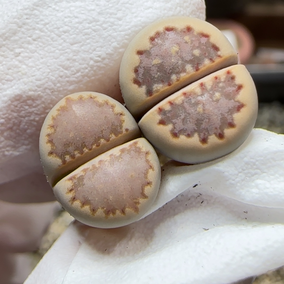 12.8.1621.013饼干.9024尺左1.1右1.2cm