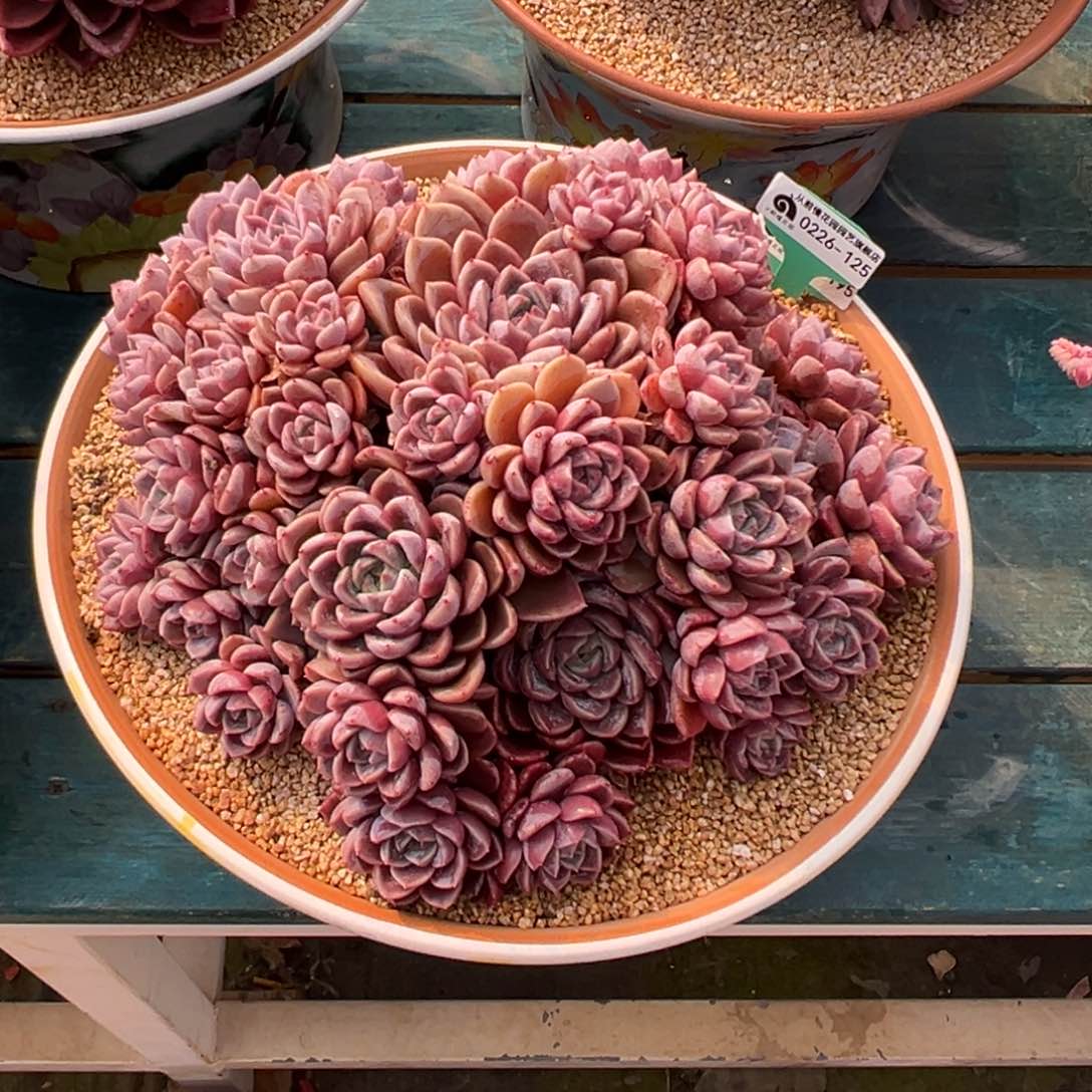 多***多多肉一物一拍0226-125