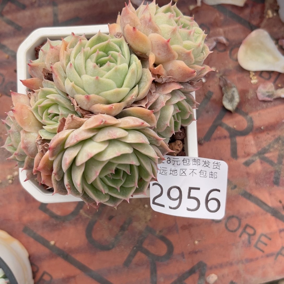 大2956（v cv cv v b n