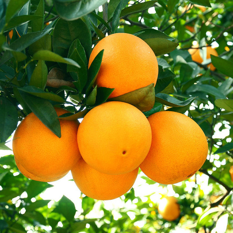 云南大集现收橙子