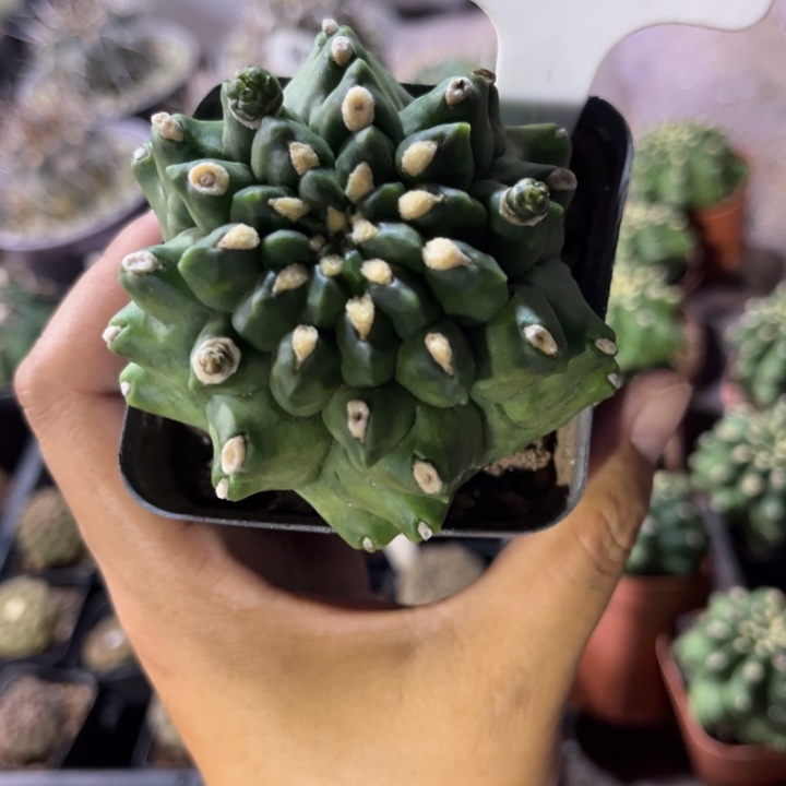 601绿宝石好养皮实