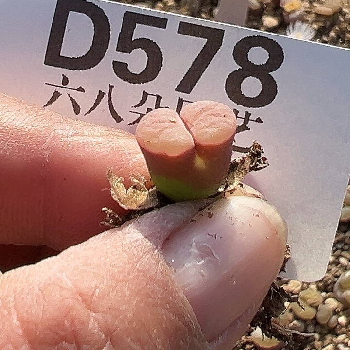 ღ****578号磁铁风铃zxywwwwwww