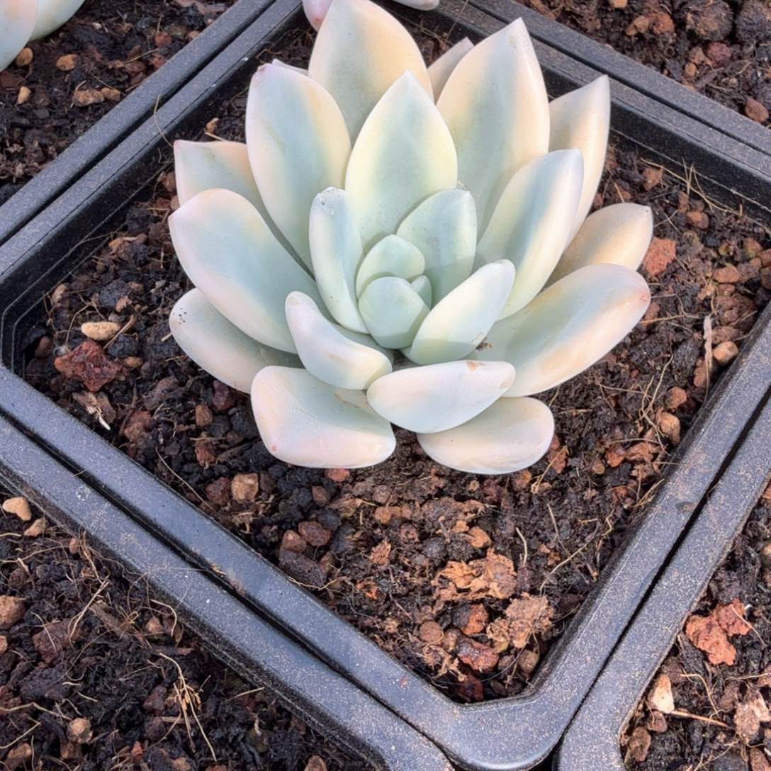 彩锦奥普锦多肉锦