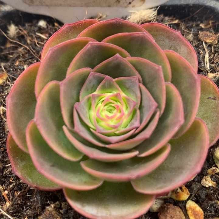 楹楹-189-冠幅 4Cm