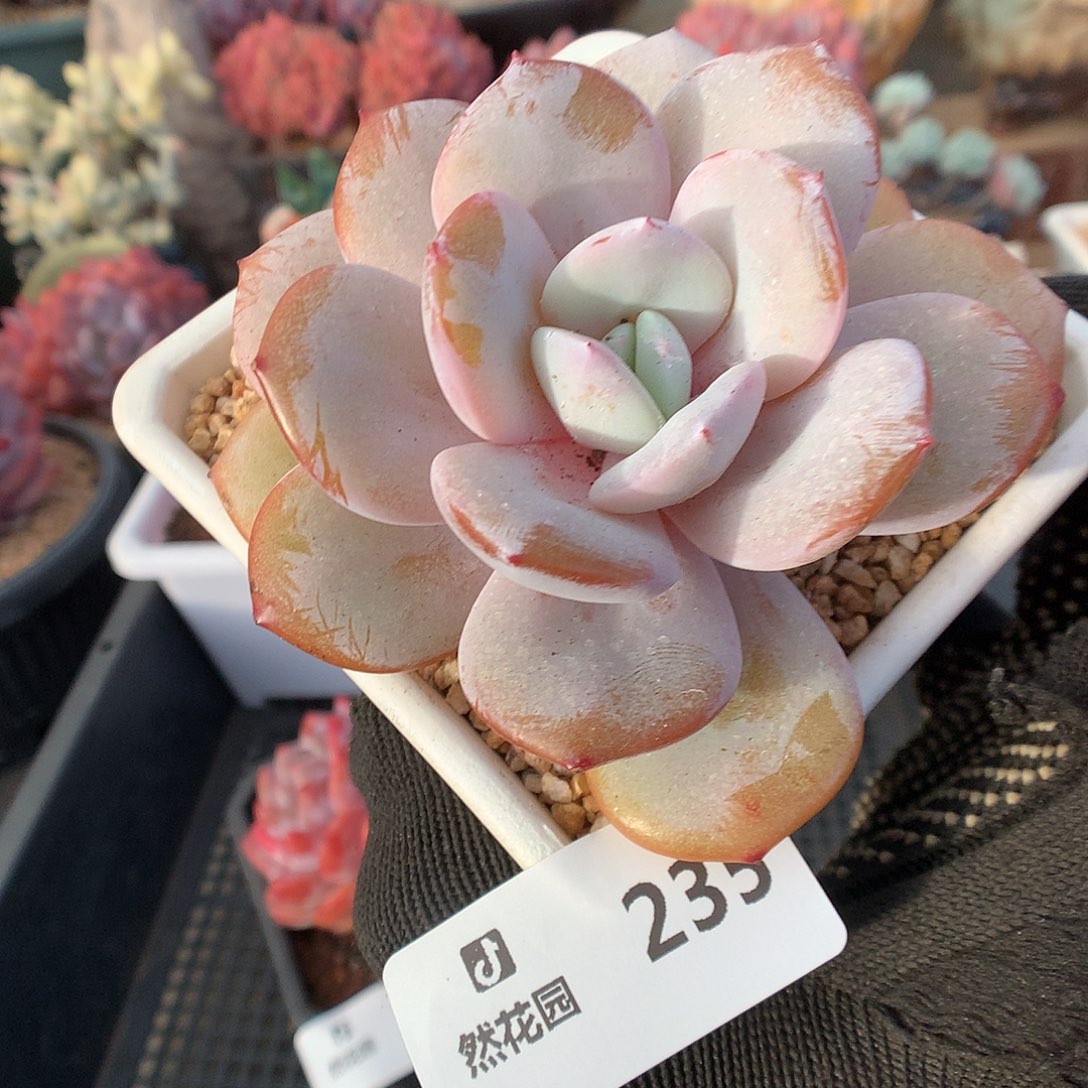 235奶茶多肉植物66