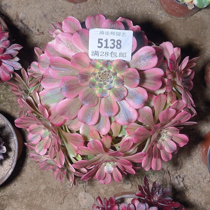 5138粉体舞天姬多肉植物