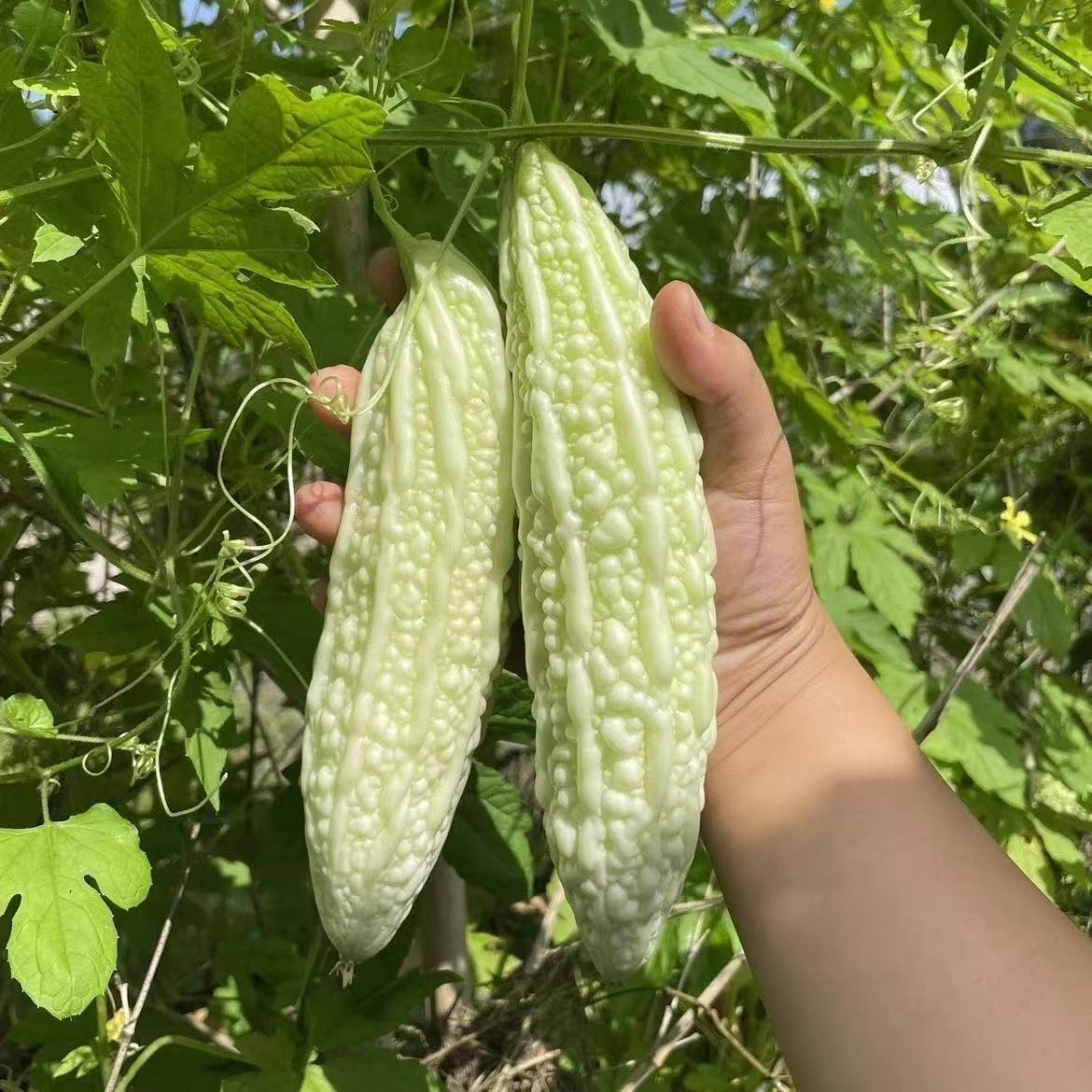 湖北现摘白苦瓜3斤5斤应季蔬菜