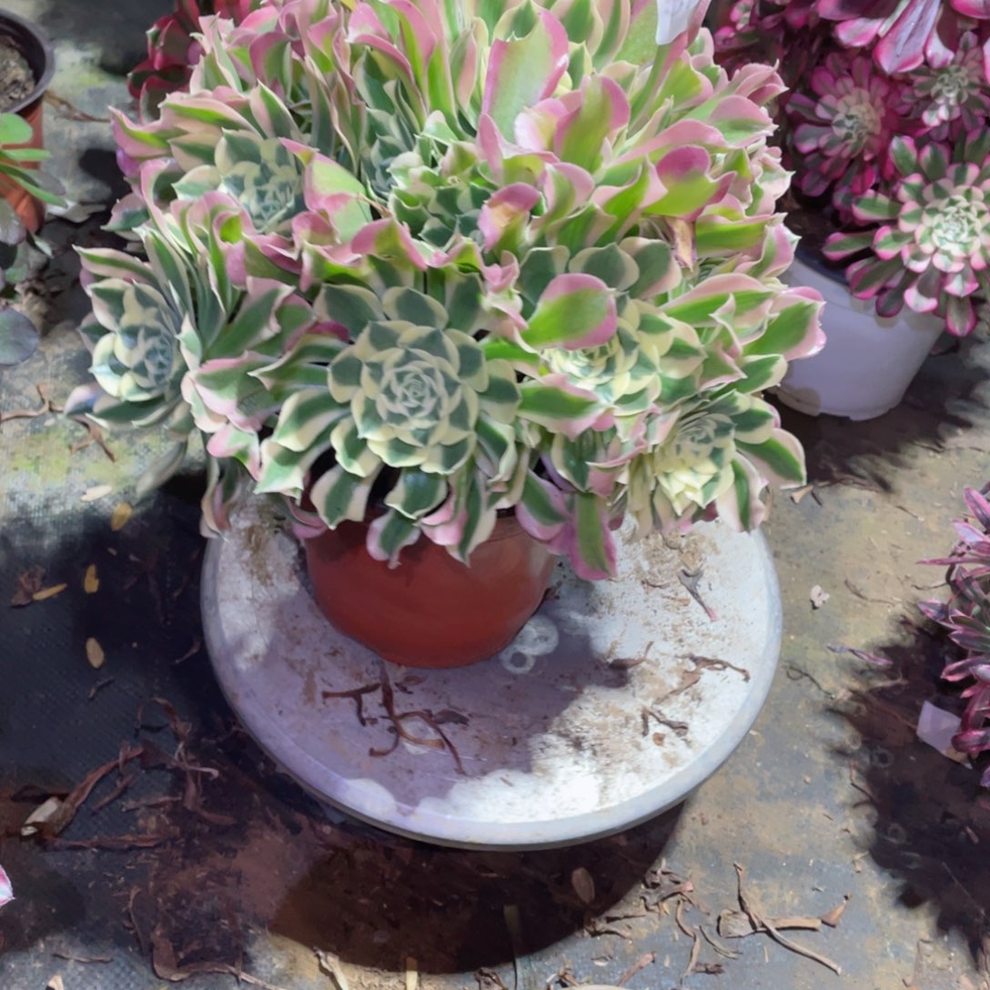 多肉植物白凤564