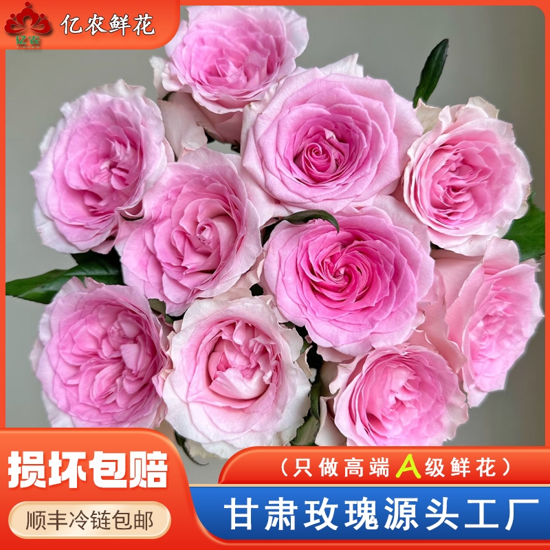 【源头优选】洛神玫瑰粉色玫瑰（合并购物车付款两单包邮发顺丰）