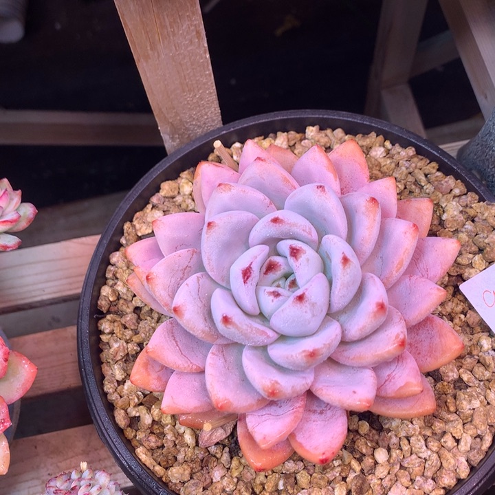 星星雪z z z z z z z z