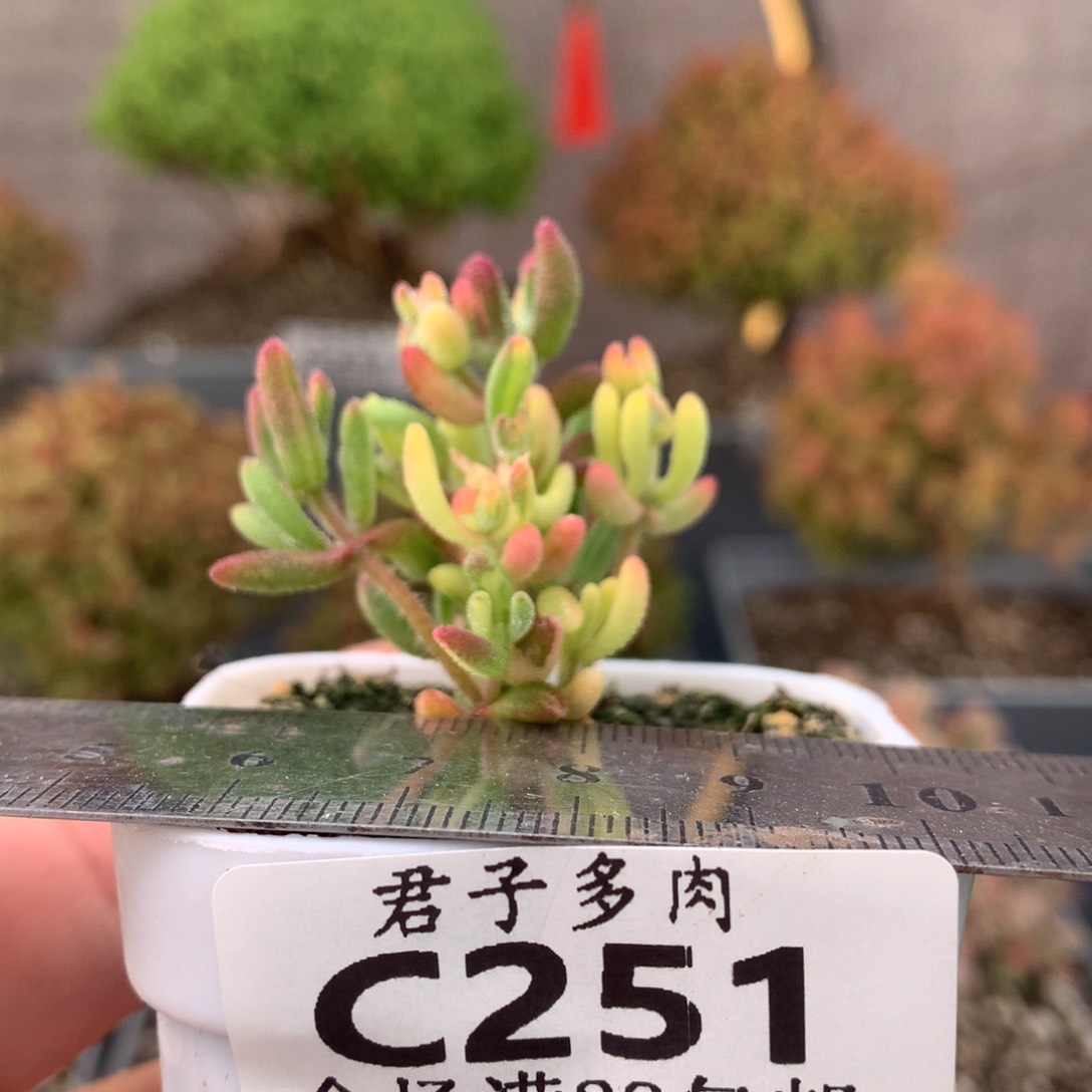 A****常c251红宝石锦枝干番杏
