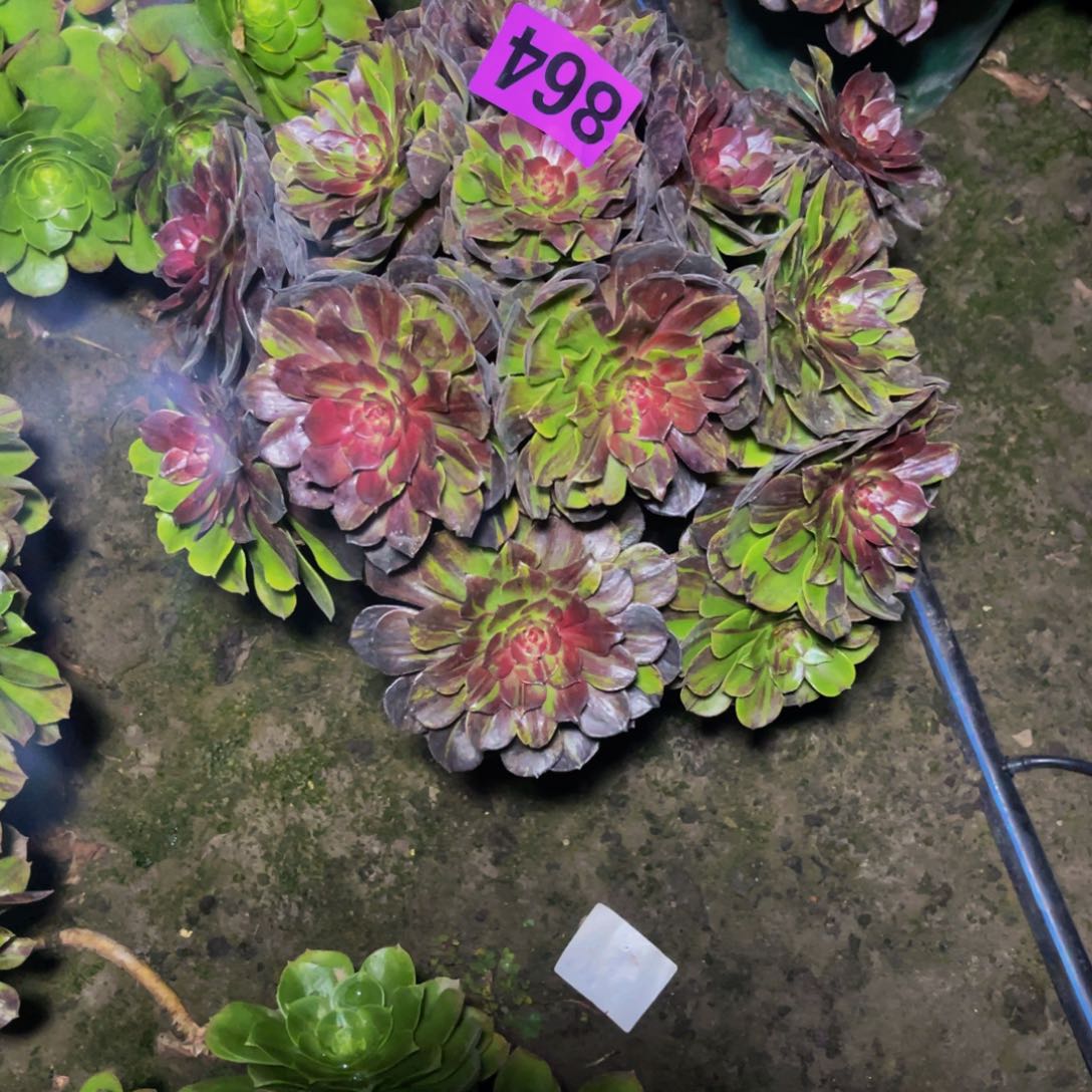 花月夜26//////45包邮