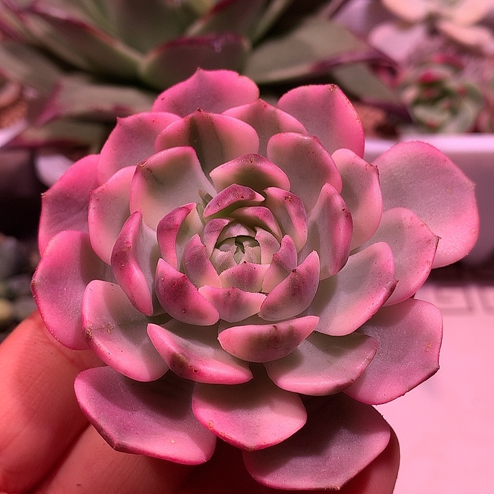 棕玫瑰锦锦锦锦锦锦