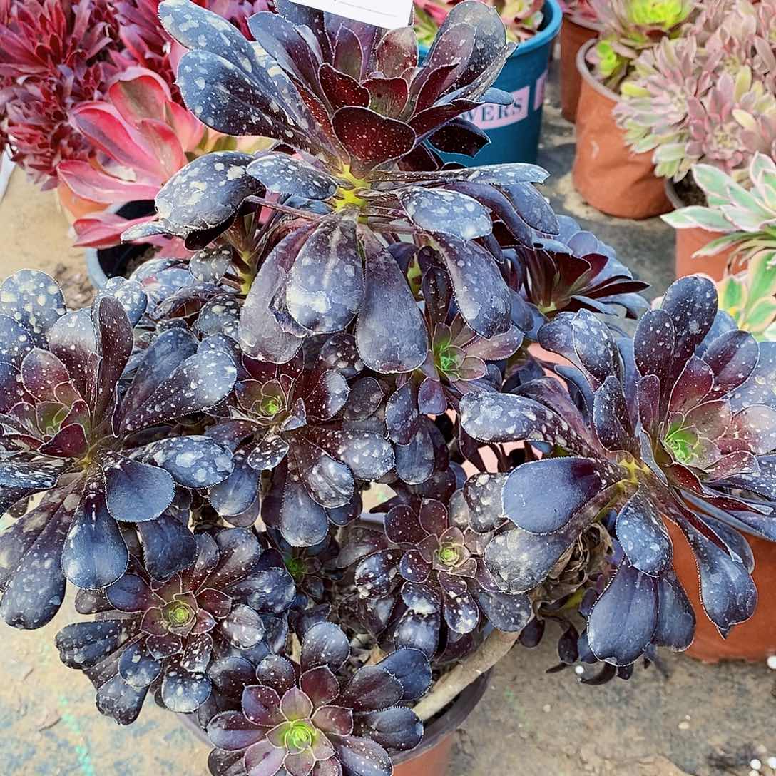 141黑法多肉植物