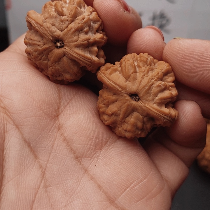 核桃小金鱼30尺核桃