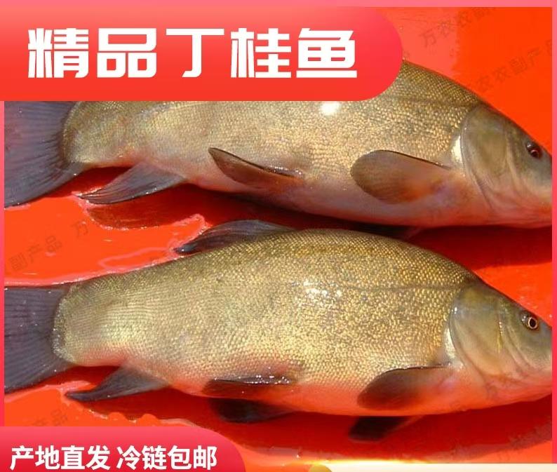 东北丁桂鱼淡水鱼肉质鲜美