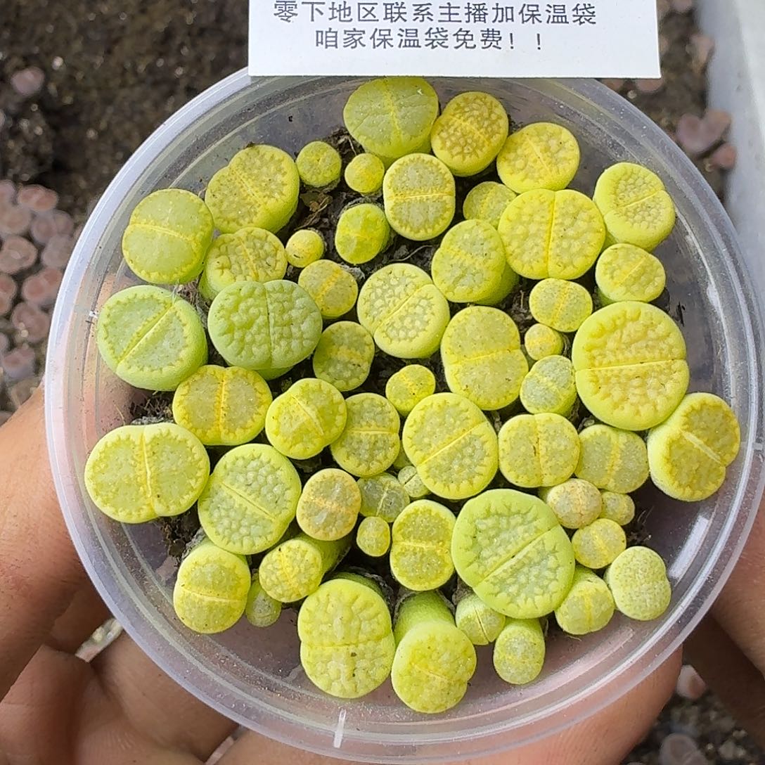 2558 哈哈哈哈哈哈哈哈哈