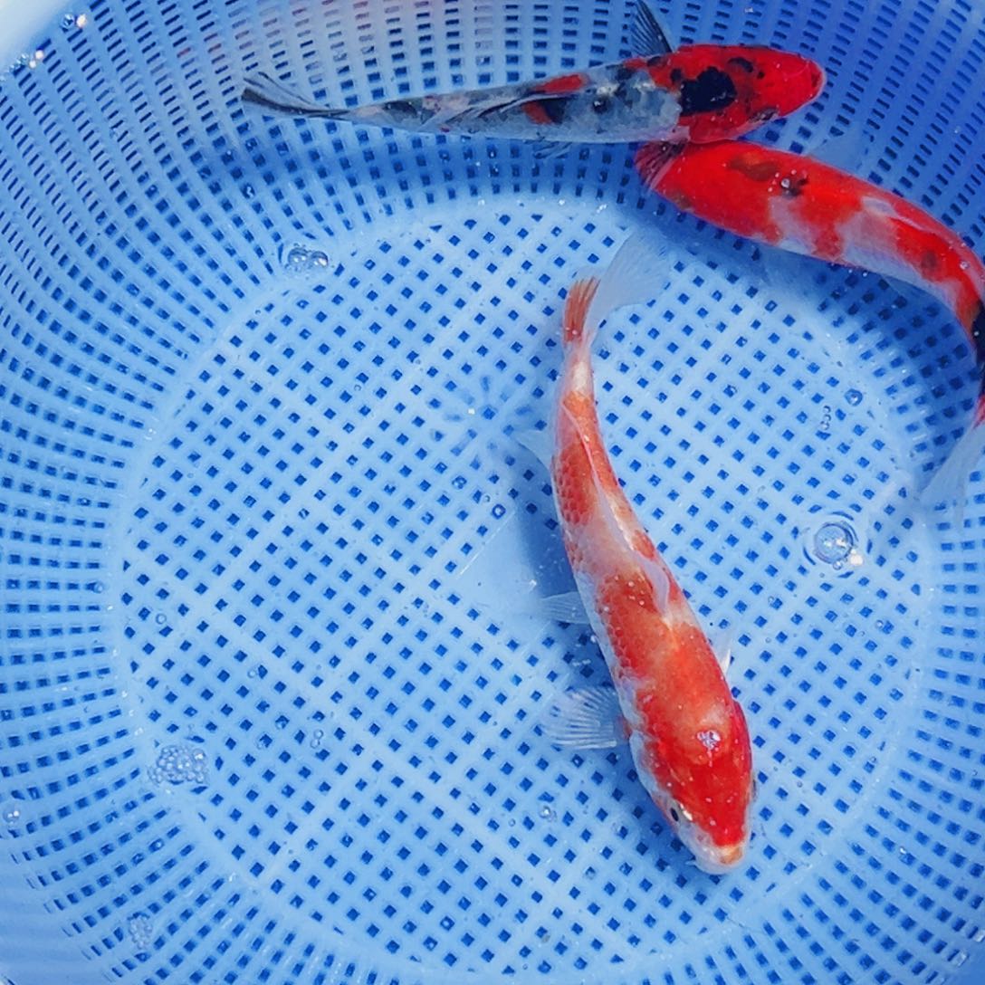 锦鲤锦鲤观赏鱼2111