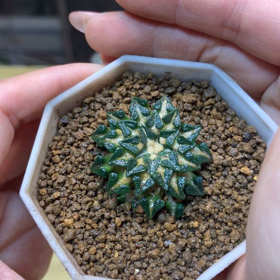        18号 自根 姬牡丹3.5公分带盆土