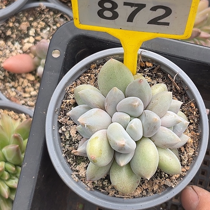 多肉植物胖体哥特872