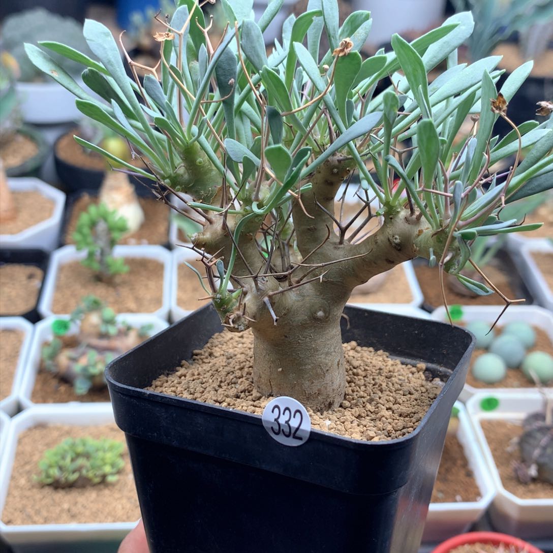 黑鬼殿厚敦菊母本带盆多肉