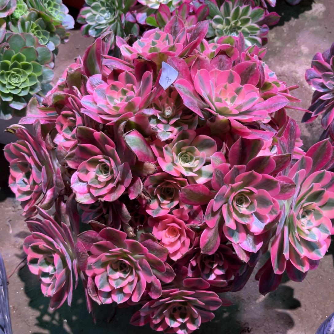 多肉植物女巫1190