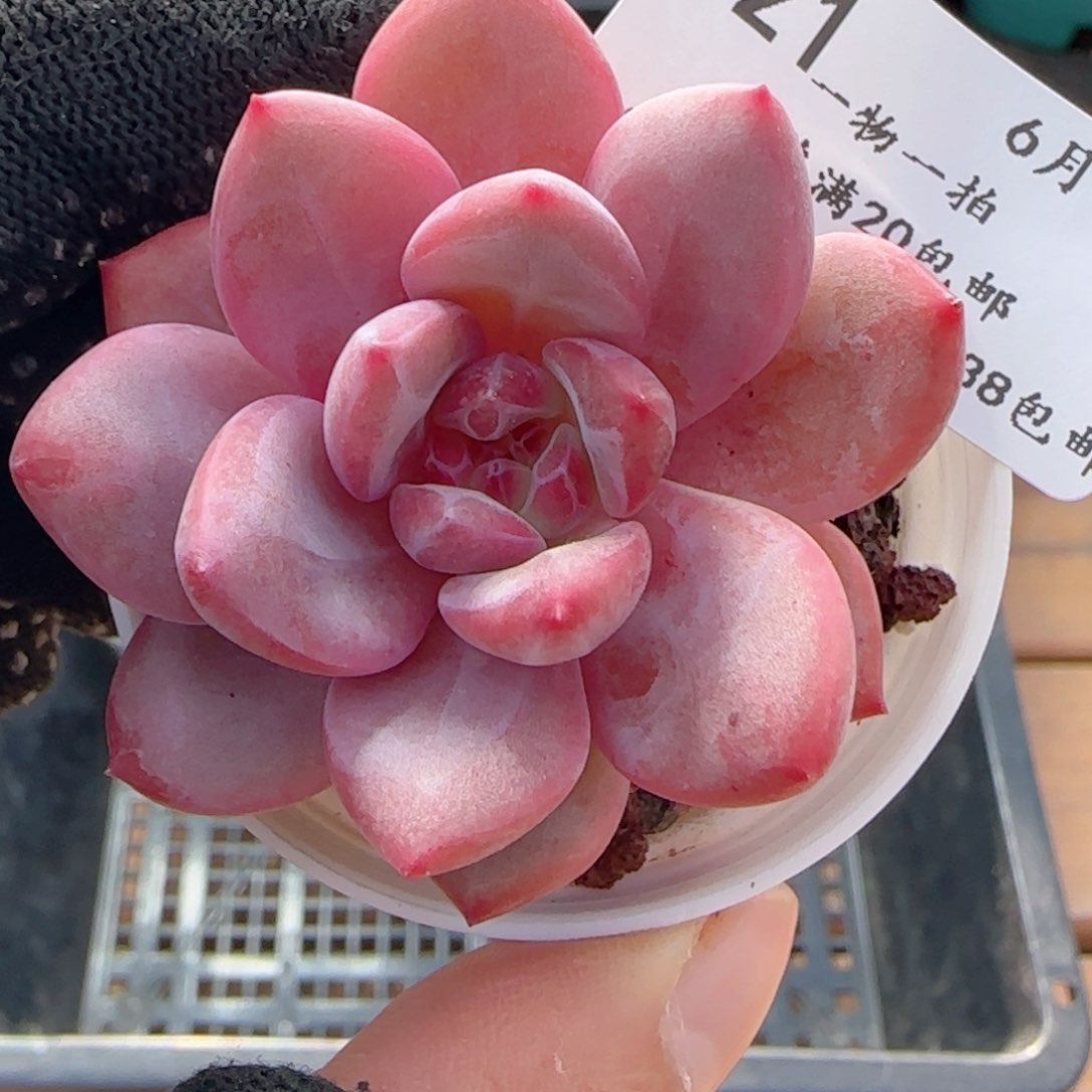 0606-21爱丽儿凌雪