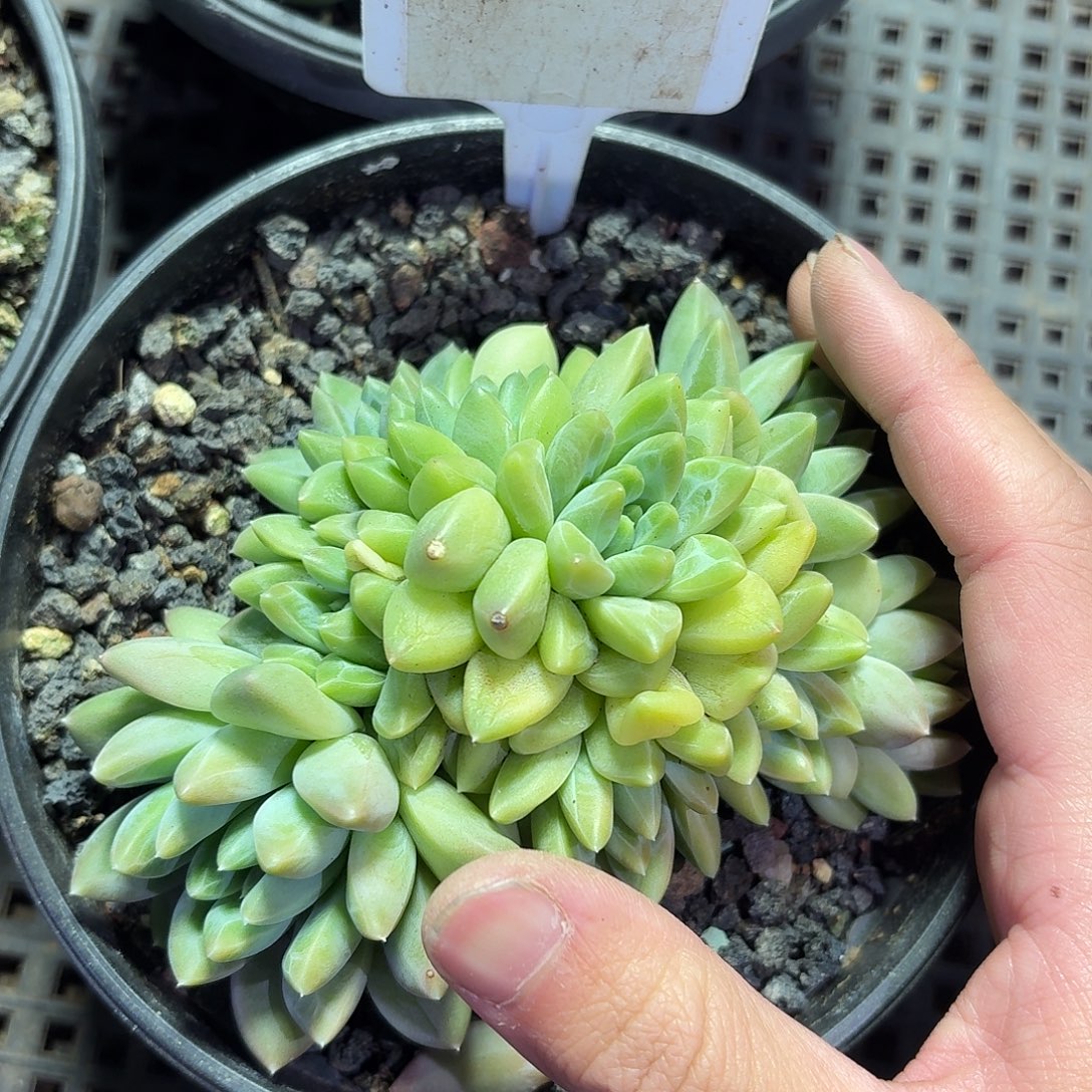 鱼花啊8888888888888888