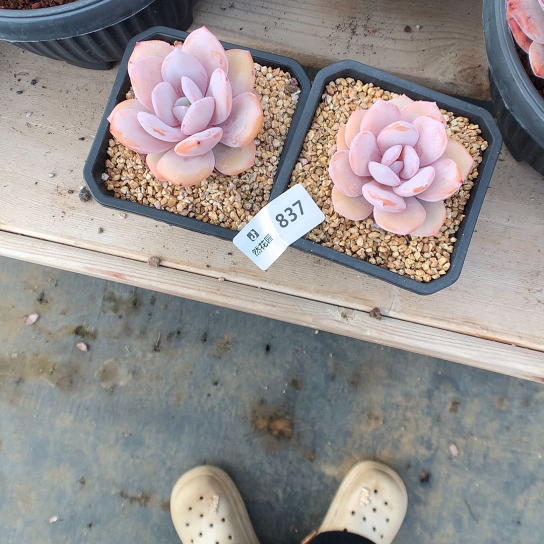 837奶茶多肉植物666