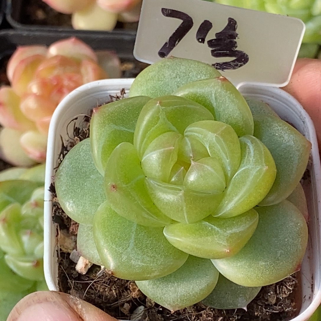 天官赐福百无禁忌