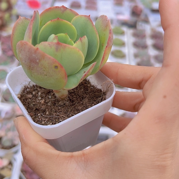 碧桃19包邮多肉植物