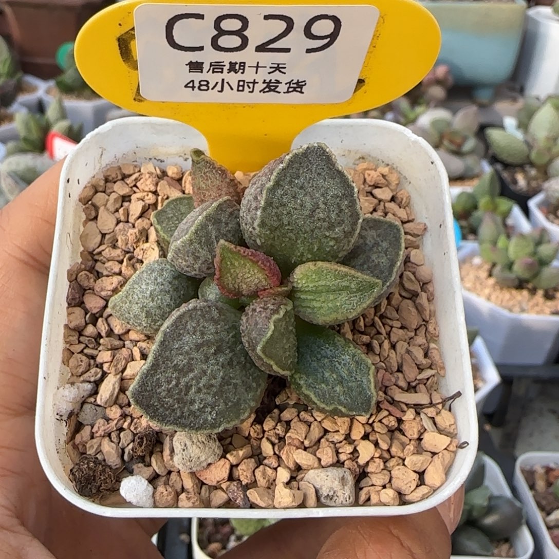 胖虎。    829。      