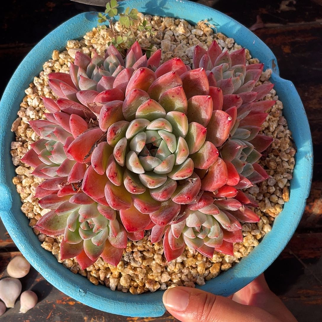 多肉植物一物一拍
