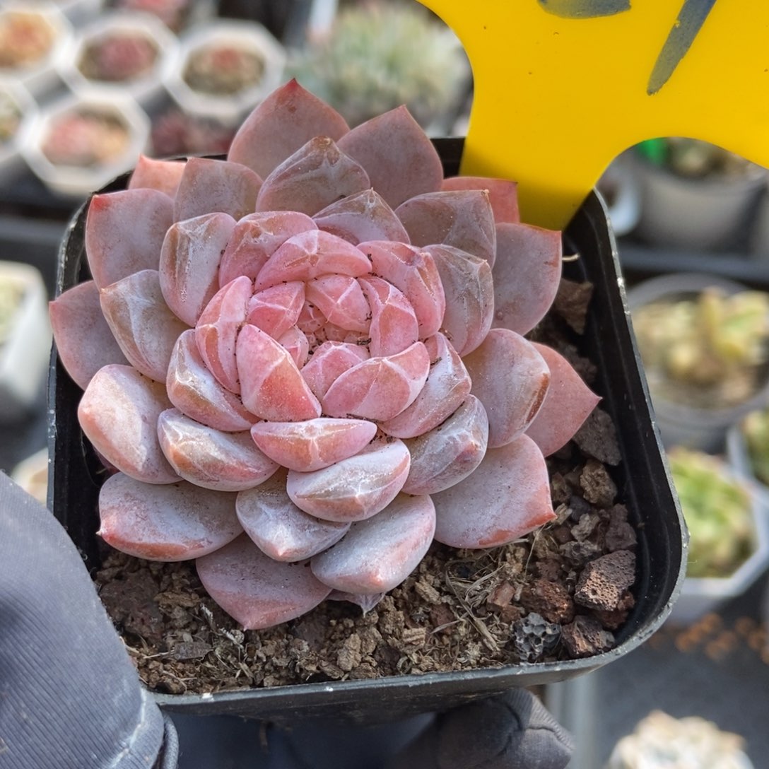 851冰魄多肉植物保护