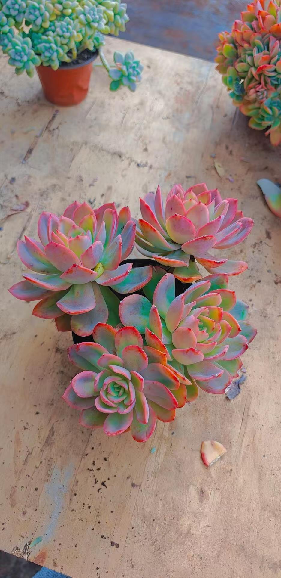 150绮罗带盆发货