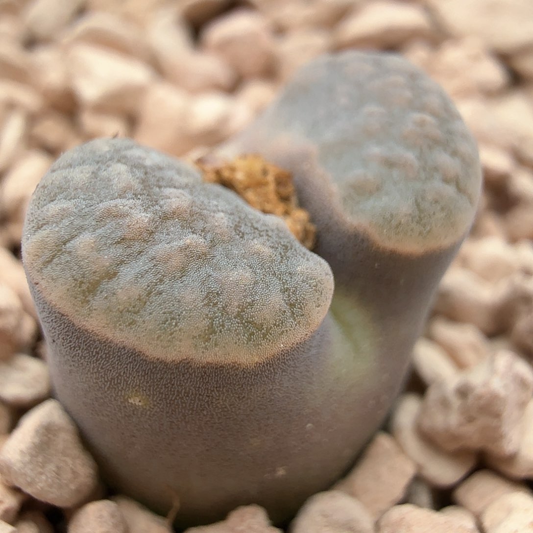 1.16.18/班克磁铁/多肉植物