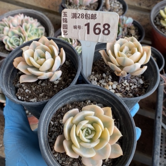 168一一一一一一一一一