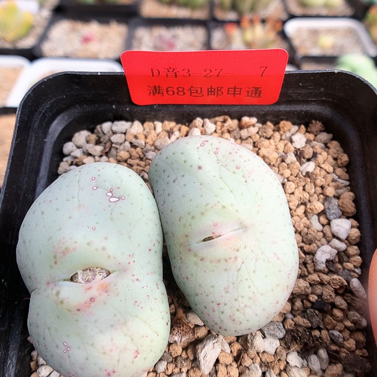 【闪购商品】3-27-7 大饼一颗 20